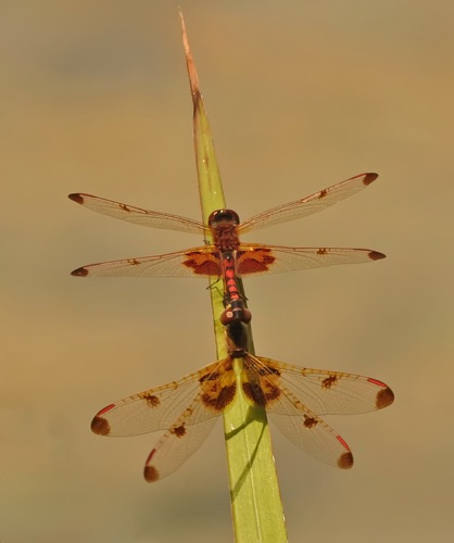 Pair in copula
2014_09_07_Floyd